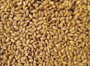 IoT sensors on grain